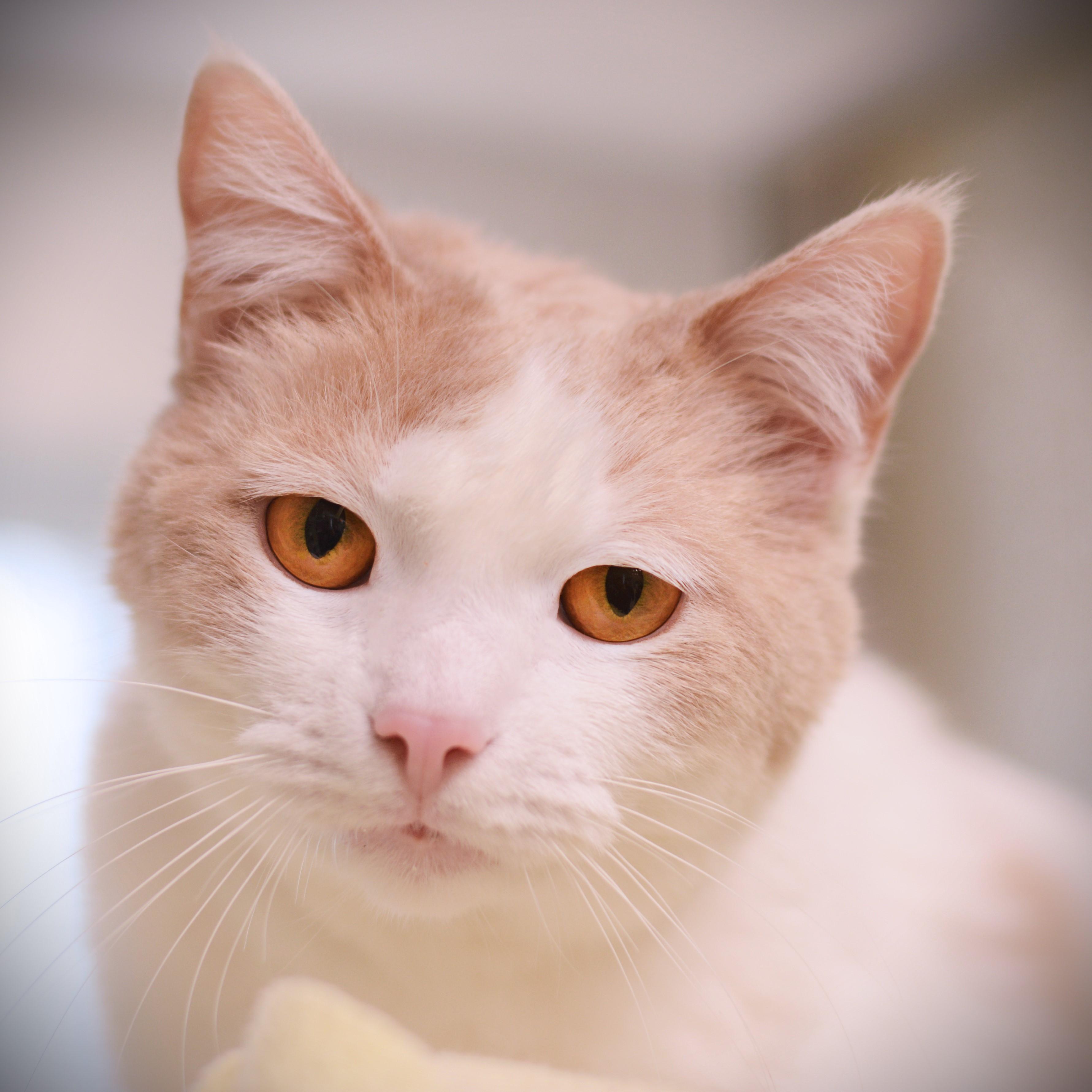 Enlarge Izzy, an adopted Domestic Short Hair in Amsterdam, NY image 1/1