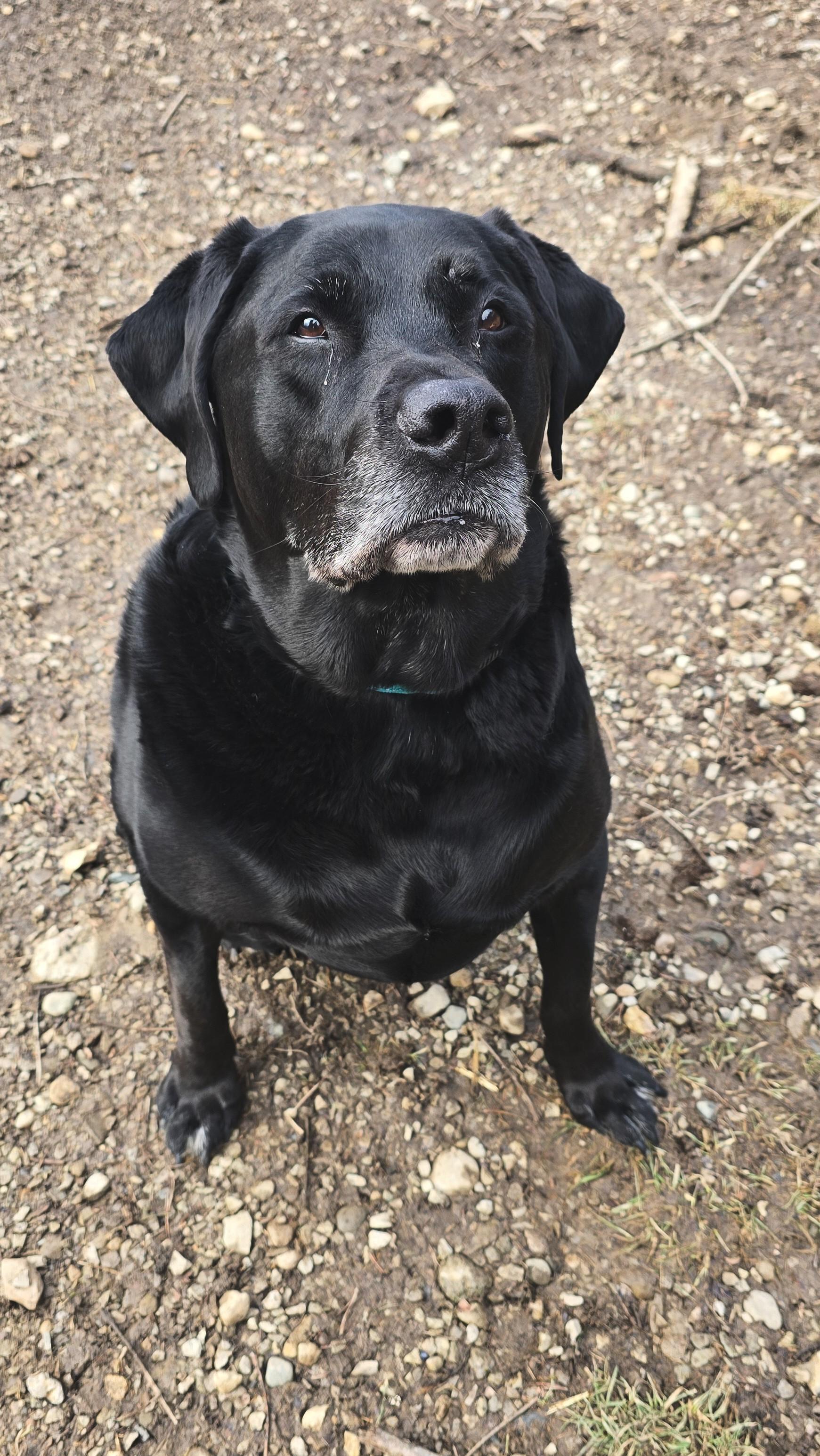 Dog for adoption Kenai a Labrador Retriever in Shepherdsville KY Dog for adoption Kenai a Labrador Retriever in Shepherdsville KY