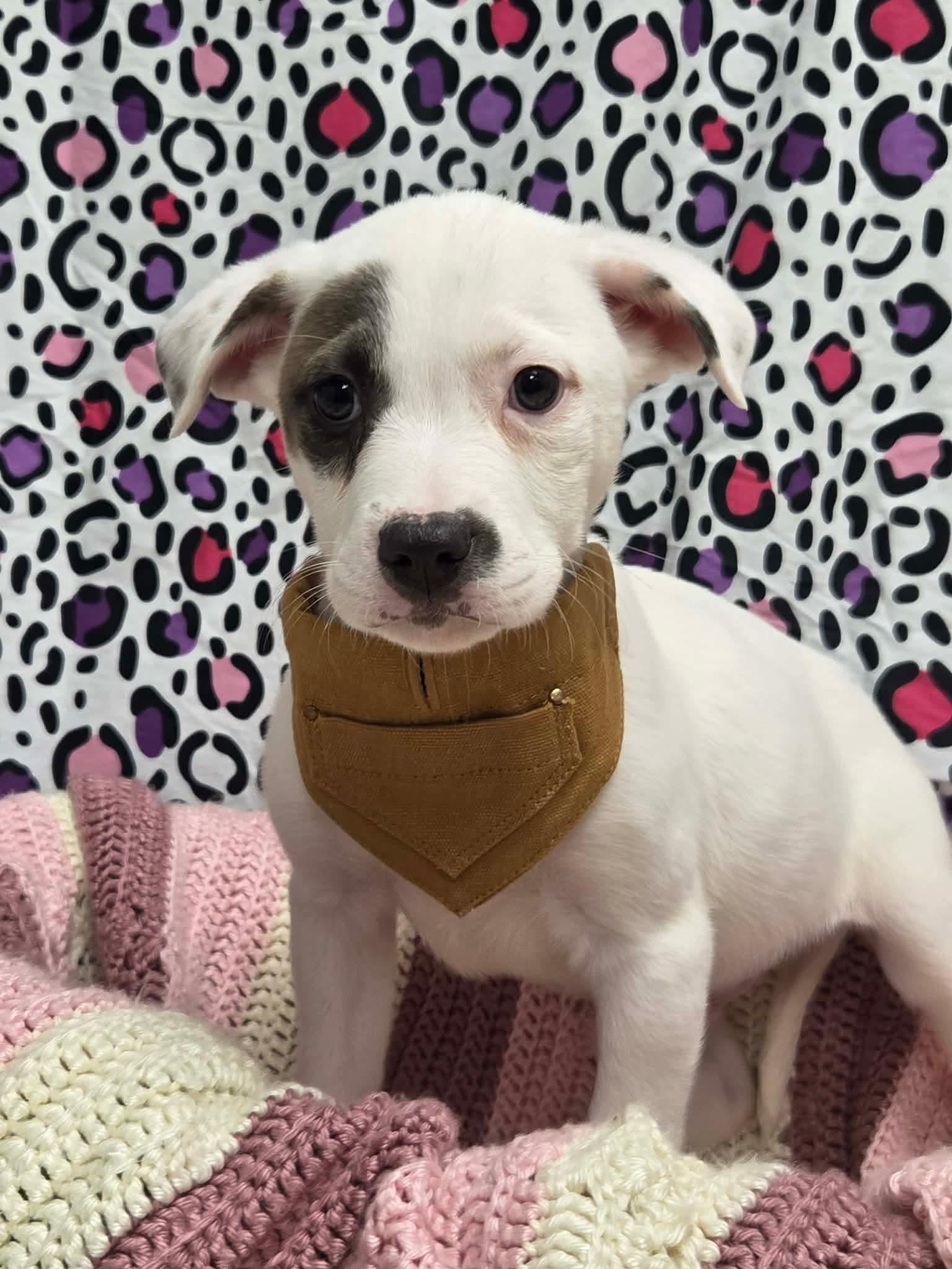 Enlarge Monterey the lab mix puppy, a Adoptable mixed breed in Muskego, WI image 5/6