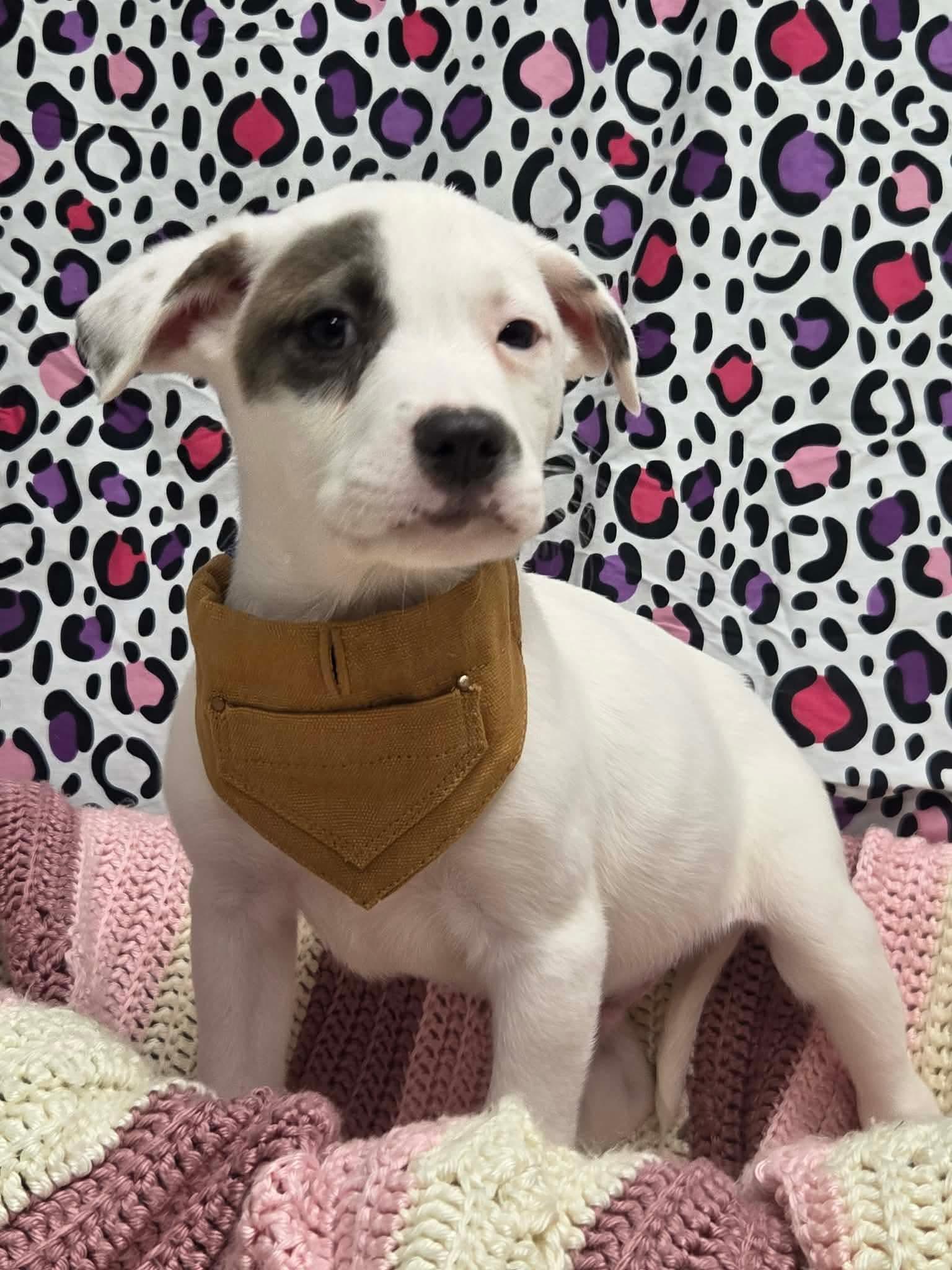 Enlarge Monterey the lab mix puppy, a Adoptable mixed breed in Muskego, WI image 2/6