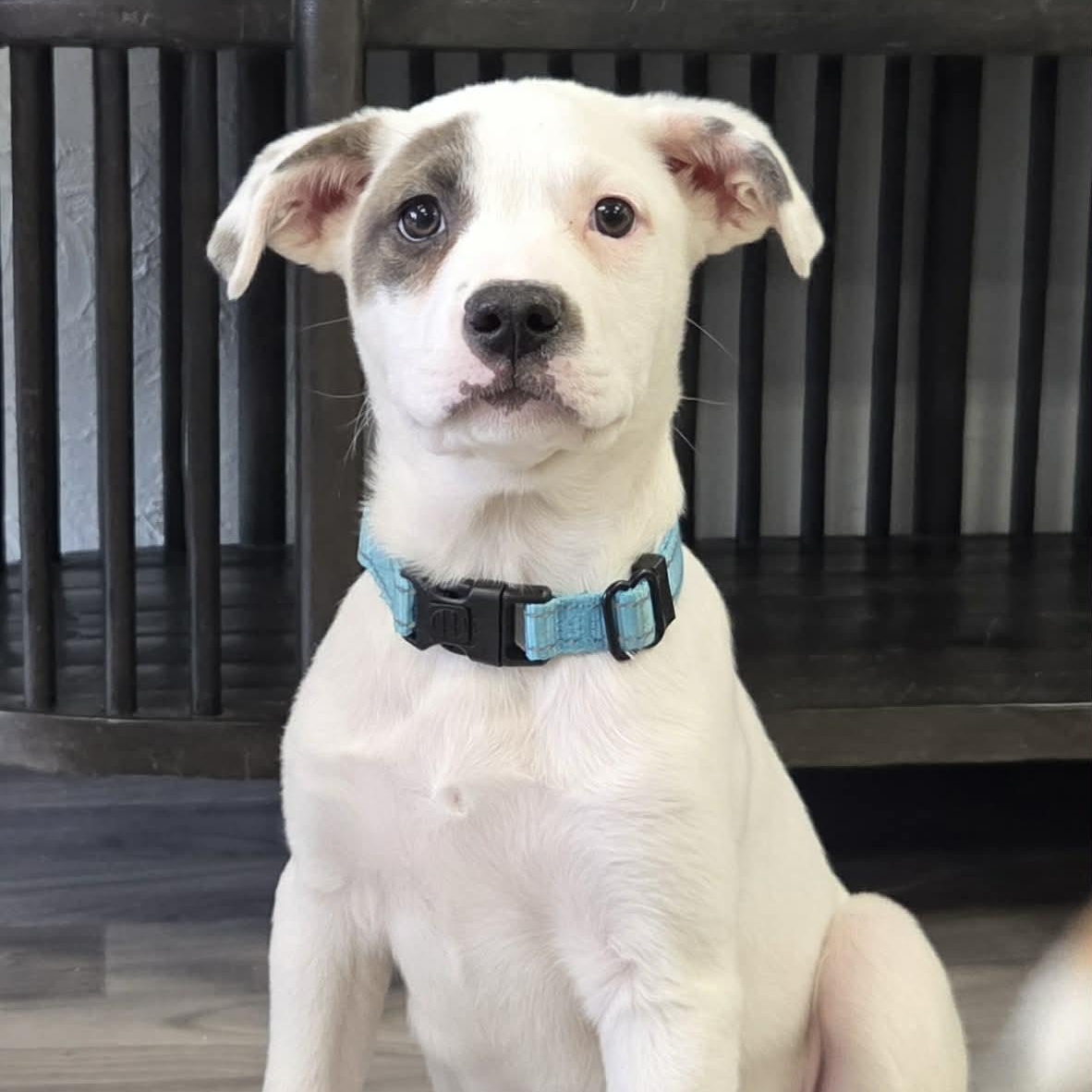 Monterey the lab mix puppy, Adoptable, Puppy Male Labrador Retriever & Australian Shepherd.