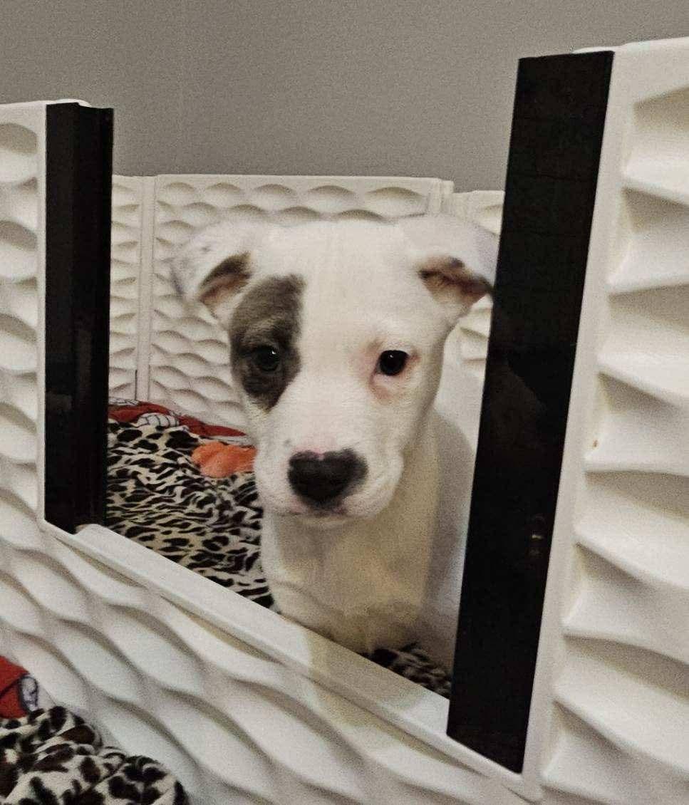 Enlarge Monterey the lab mix puppy, a Adoptable mixed breed in Muskego, WI image 6/6