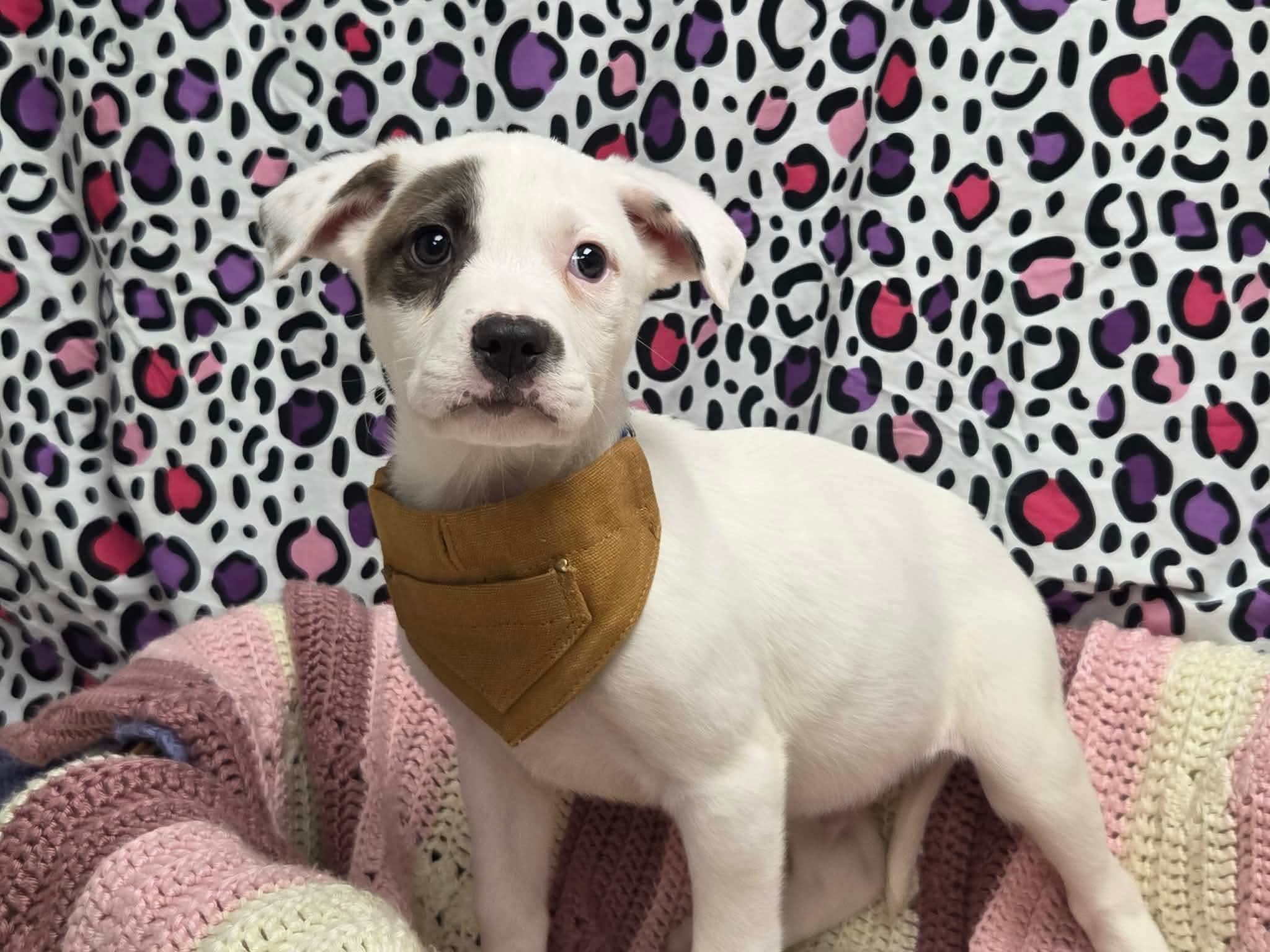 Enlarge Monterey the lab mix puppy, a Adoptable mixed breed in Muskego, WI image 4/6