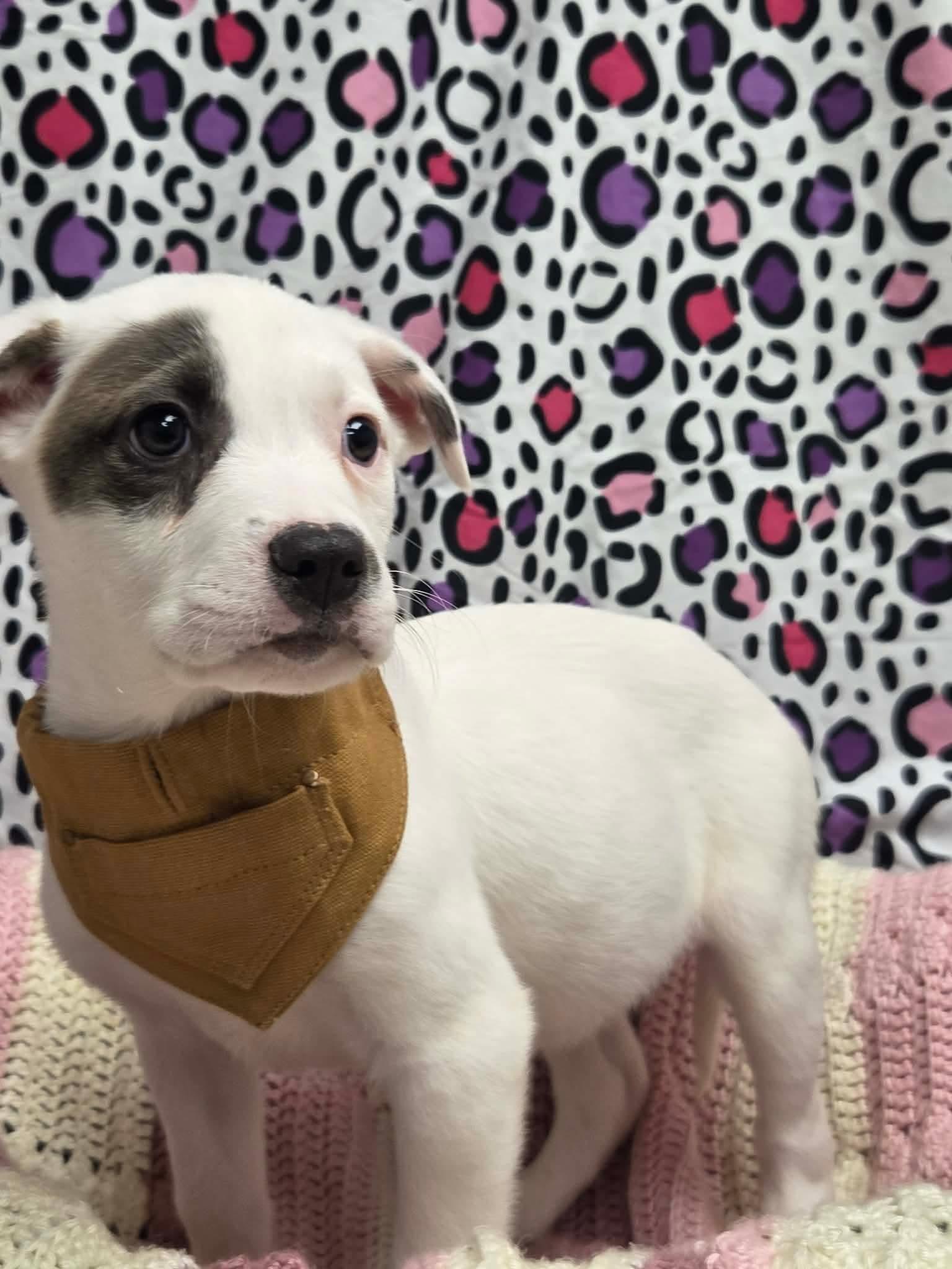 Enlarge Monterey the lab mix puppy, a Adoptable mixed breed in Muskego, WI image 3/6