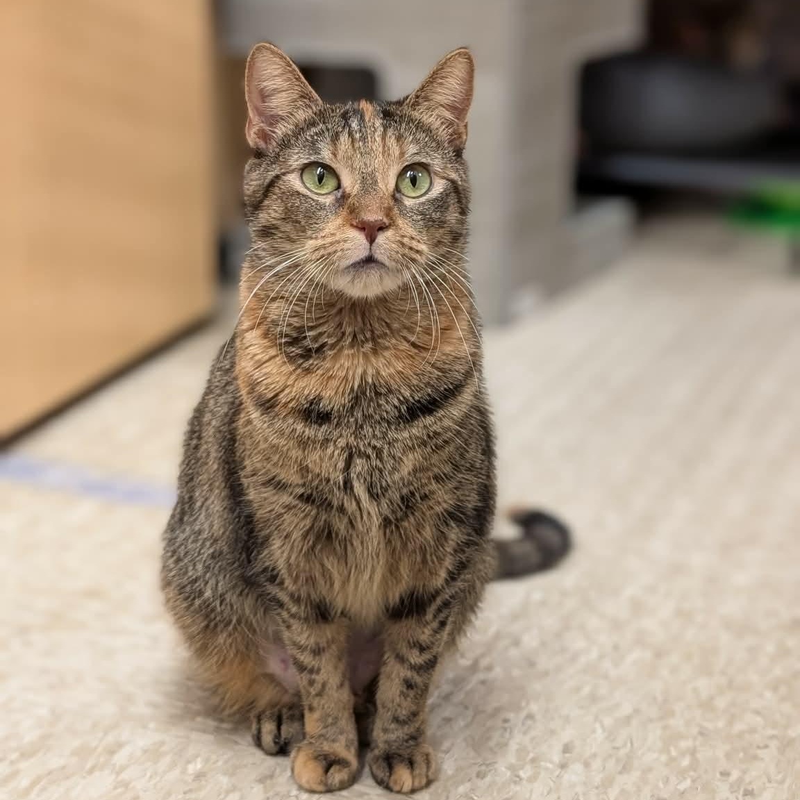 Rosalyn, a ADOPTABLE Domestic Short Hair in Sewell, NJ image 2/3