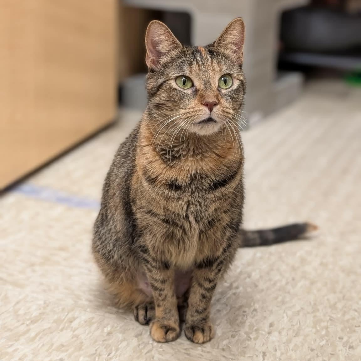 Rosalyn, a ADOPTABLE Domestic Short Hair in Sewell, NJ image 3/3