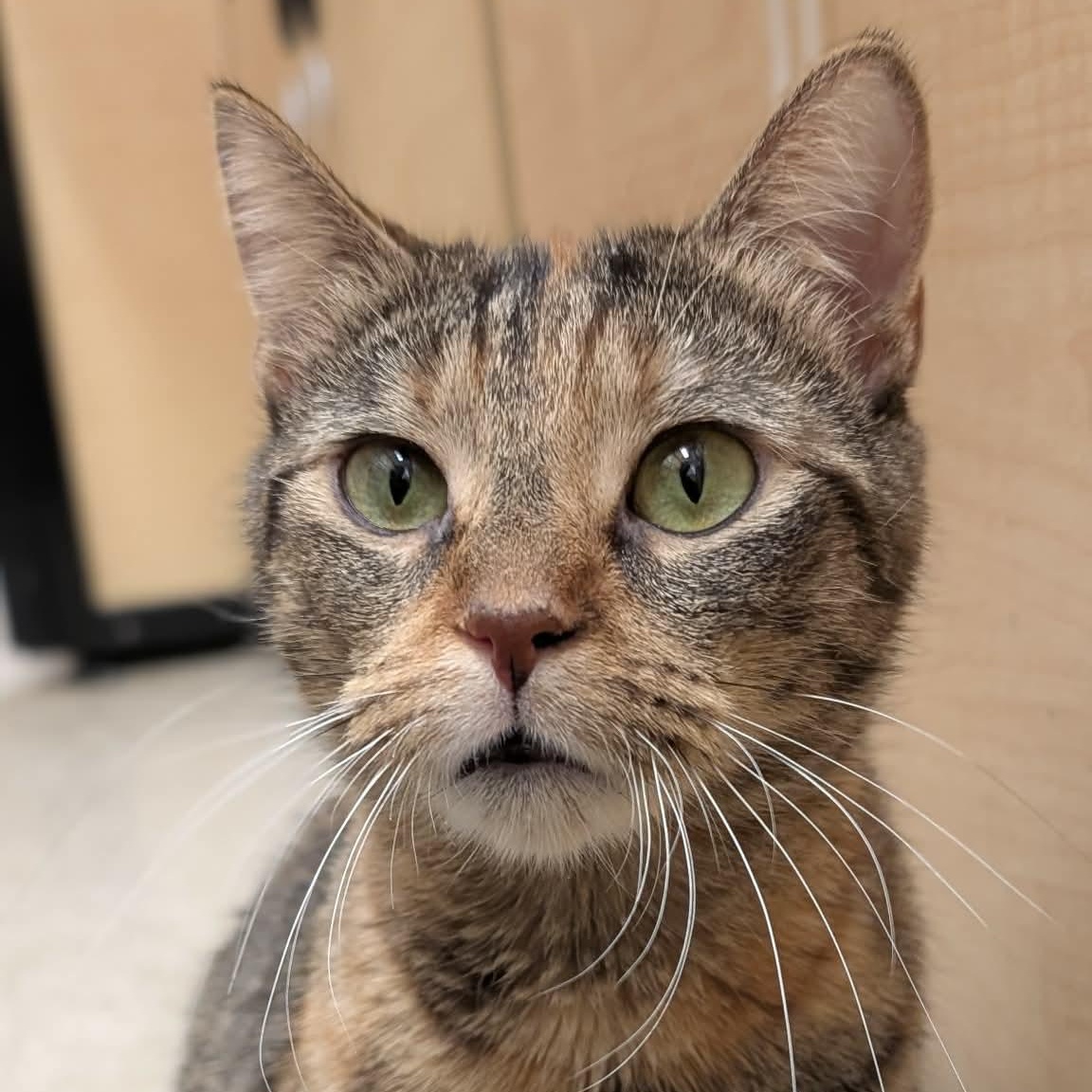 Rosalyn, a ADOPTABLE Domestic Short Hair in Sewell, NJ image 1/3