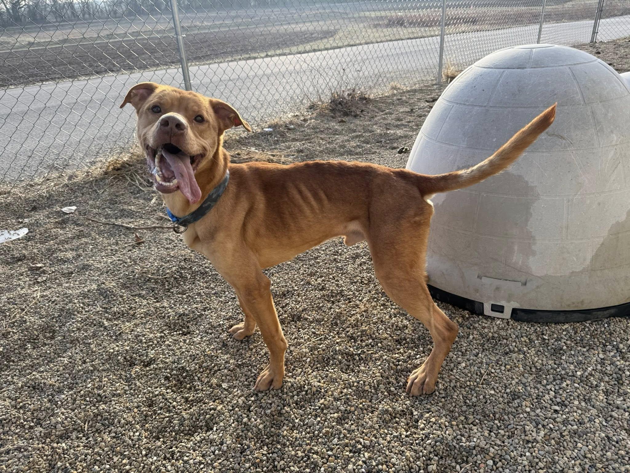 Enlarge Onesie, a ADOPTABLE Mixed Breed in Tremont, IL image 1/1