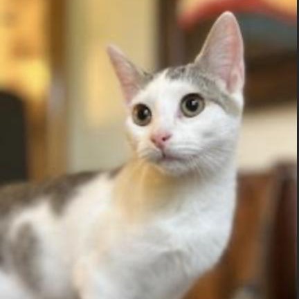 Freedom, Adoptable, Kitten Female Domestic Short Hair.