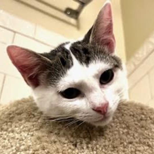 Freedom, a Adoptable Domestic Short Hair in Cincinnati, OH image 3/5