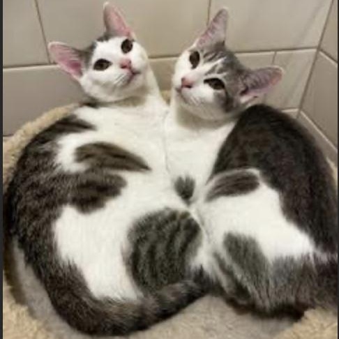 Freedom, a Adoptable Domestic Short Hair in Cincinnati, OH image 4/5