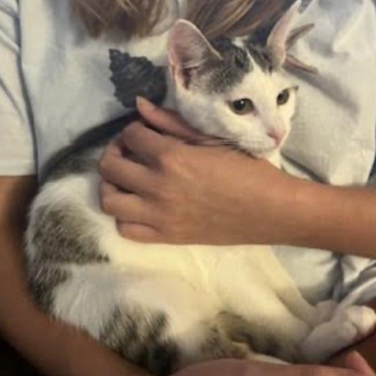 Freedom, a Adoptable Domestic Short Hair in Cincinnati, OH image 5/5