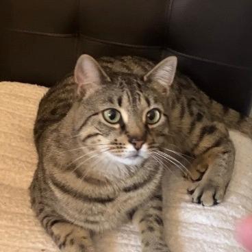 Choo Choo, Adoptable, Adult Male Domestic Short Hair.