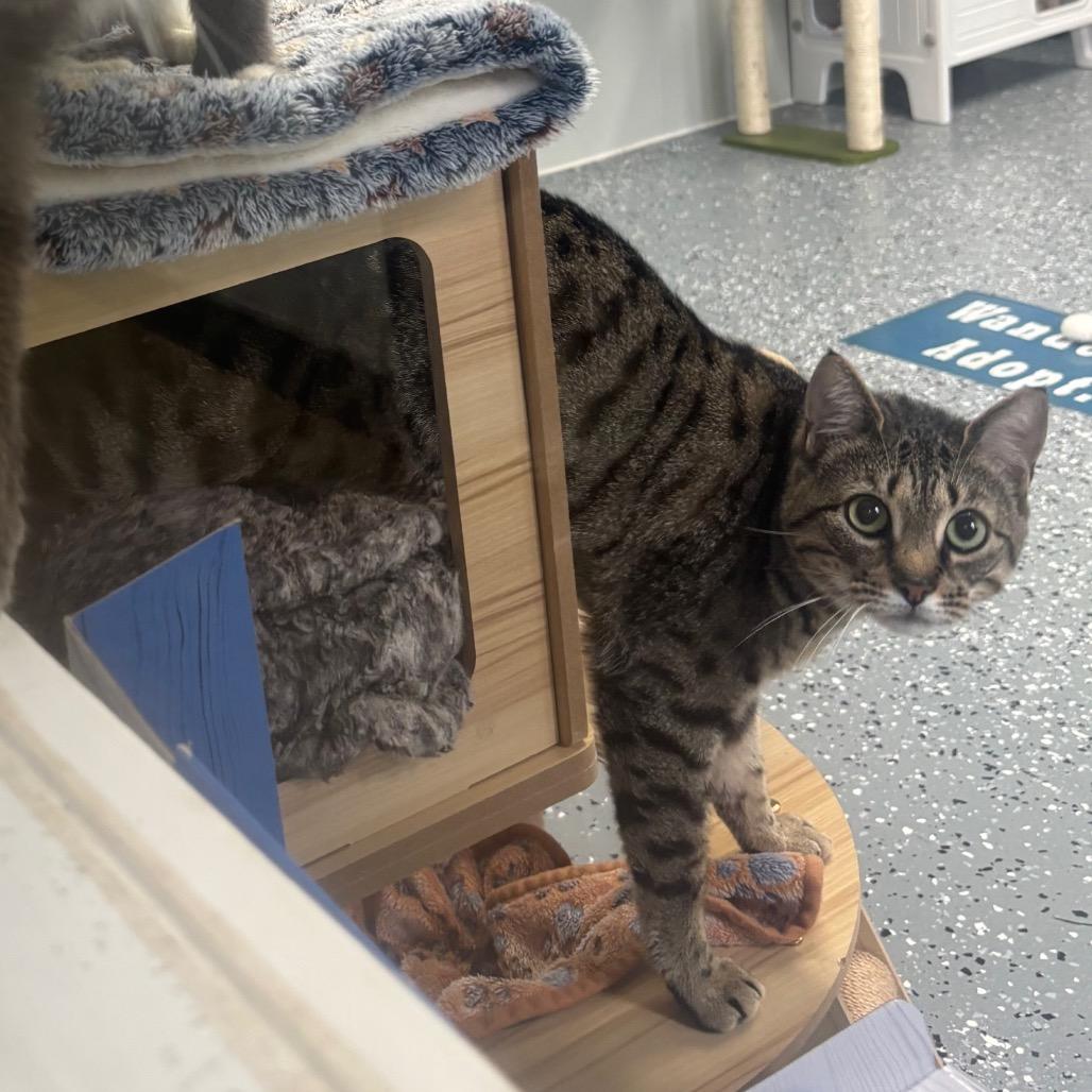 Enlarge Choo Choo, a Adoptable Domestic Short Hair in Canastota, NY image 2/4