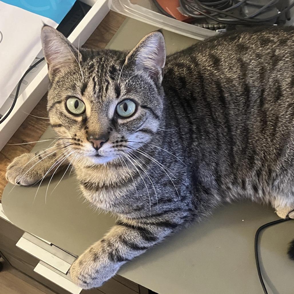 Enlarge Choo Choo, a Adoptable Domestic Short Hair in Canastota, NY image 3/4