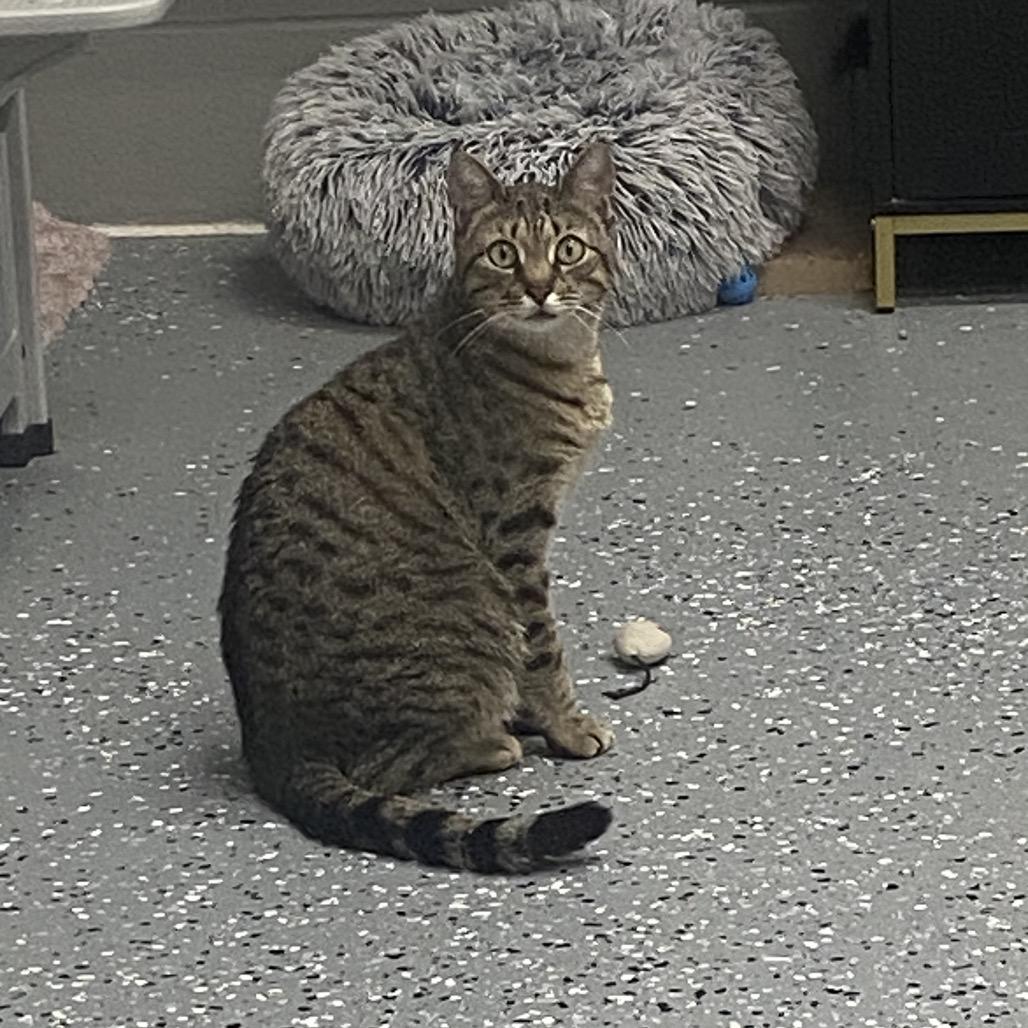 Enlarge Choo Choo, a Adoptable Domestic Short Hair in Canastota, NY image 4/4