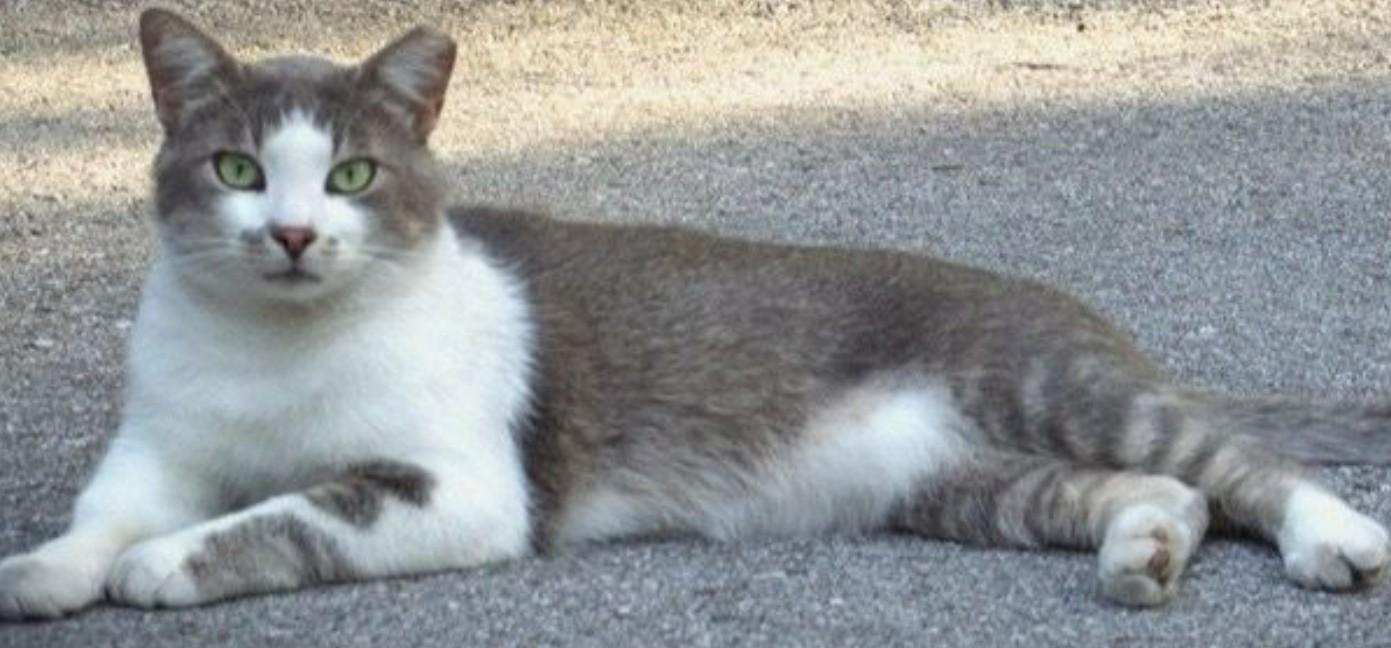 Enlarge Cloudy, a Adoptable Domestic Short Hair in Duette, FL image 5/5