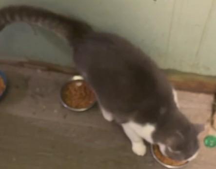 Enlarge Cloudy, a Adoptable Domestic Short Hair in Duette, FL image 3/5