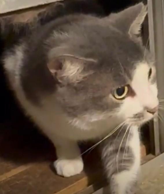 Enlarge Cloudy, a Adoptable Domestic Short Hair in Duette, FL image 4/5