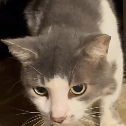 Enlarge Cloudy, a Adoptable Domestic Short Hair in Duette, FL image 2/5