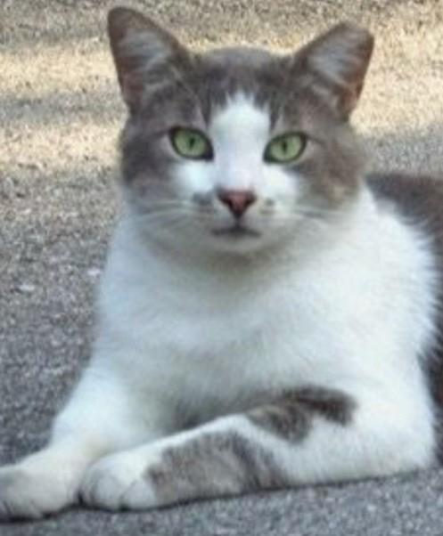 Enlarge Cloudy, a Adoptable Domestic Short Hair in Duette, FL image 1/5