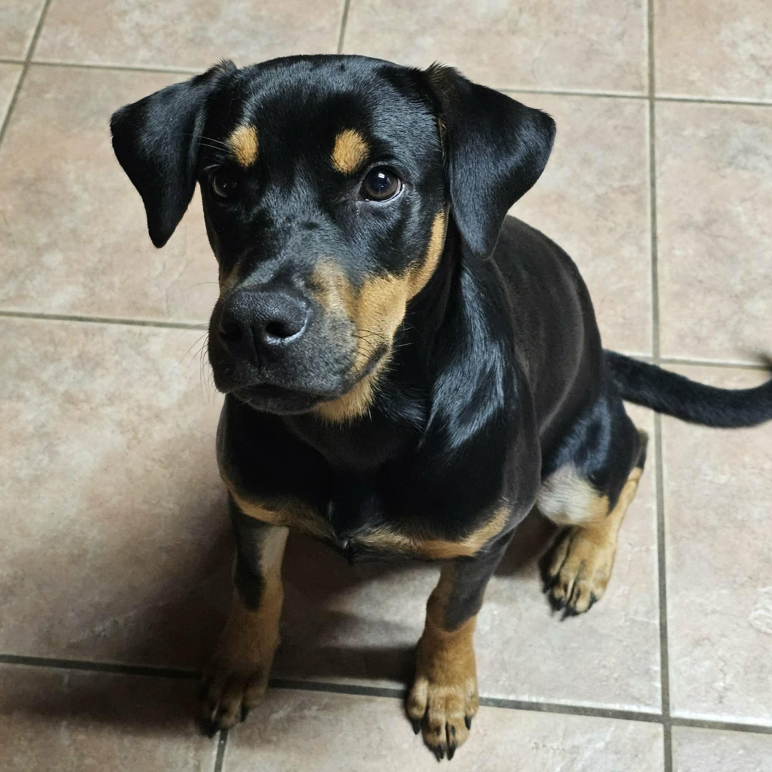 Hank, ADOPTABLE, Young Male Doberman Pinscher.