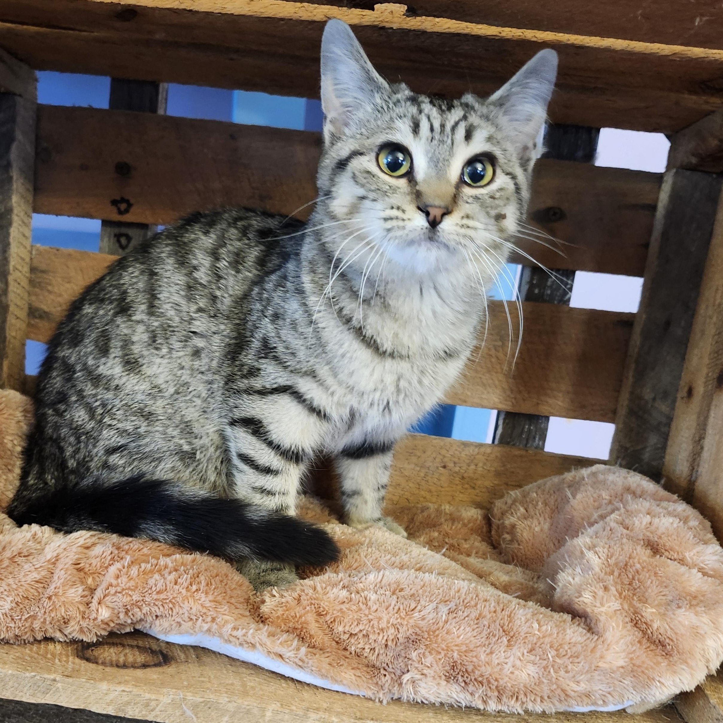 Enlarge Cutie, an adopted mixed breed in Wild Rose, WI image 1/6