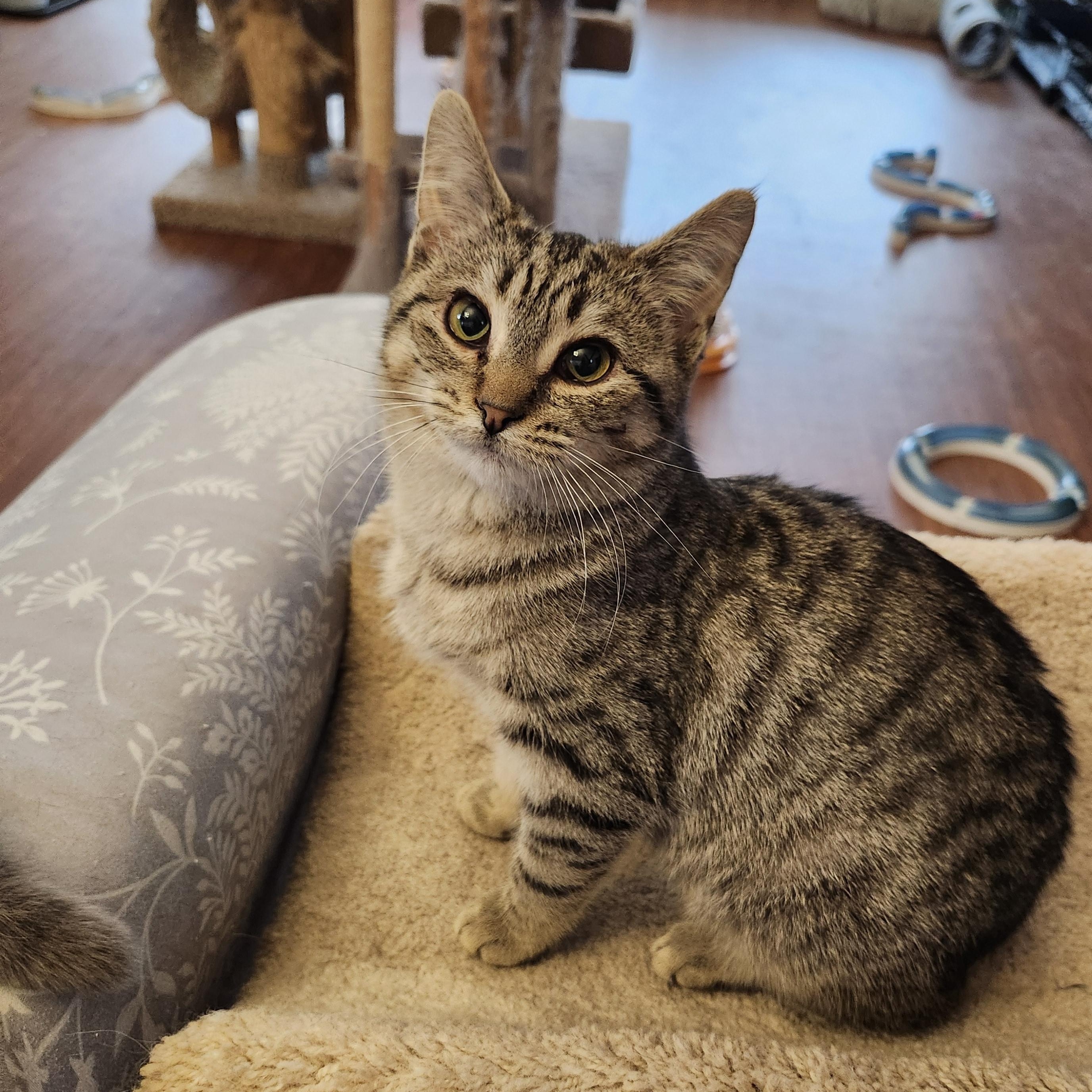 Enlarge Cutie, an adopted mixed breed in Wild Rose, WI image 5/6