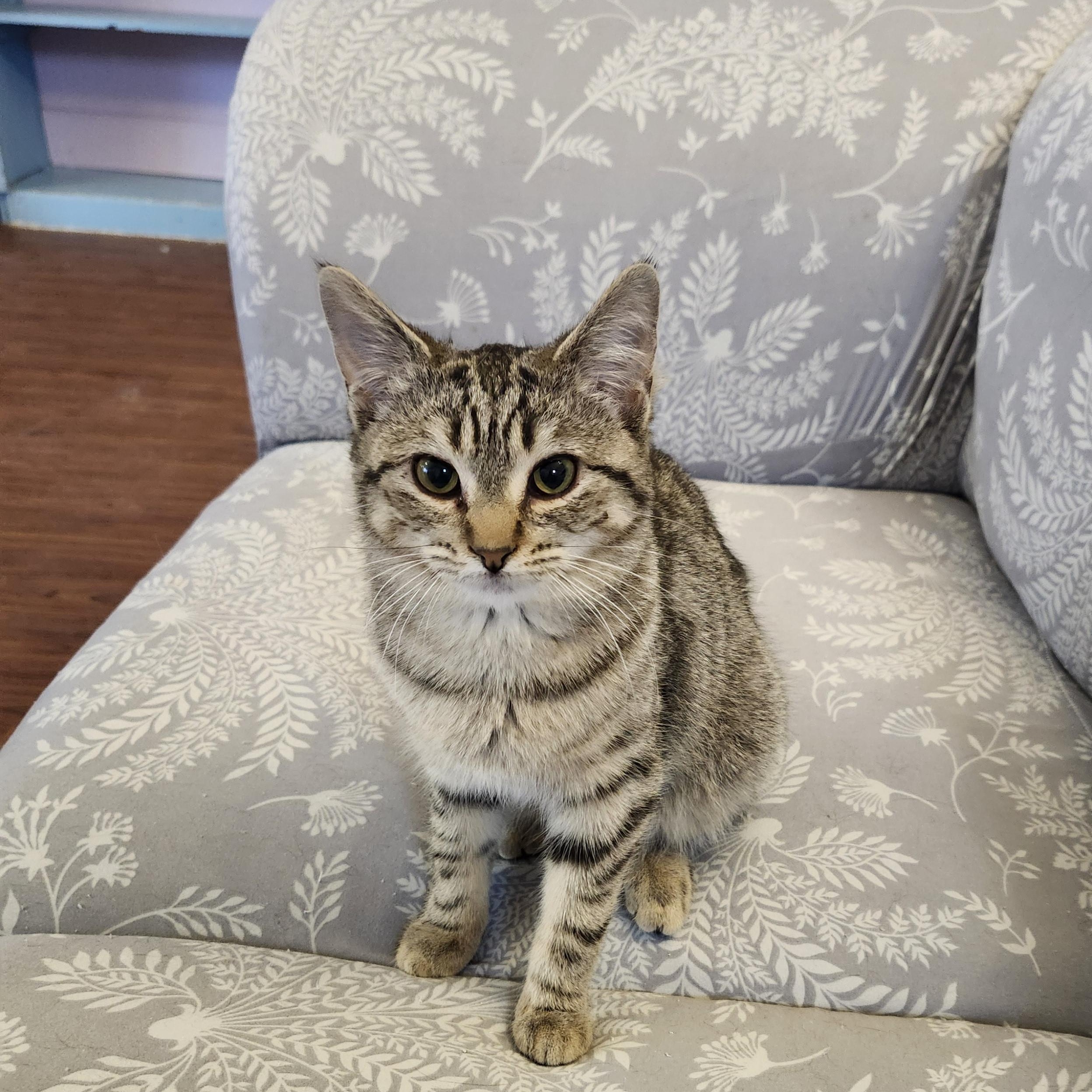 Enlarge Cutie, an adopted mixed breed in Wild Rose, WI image 3/6