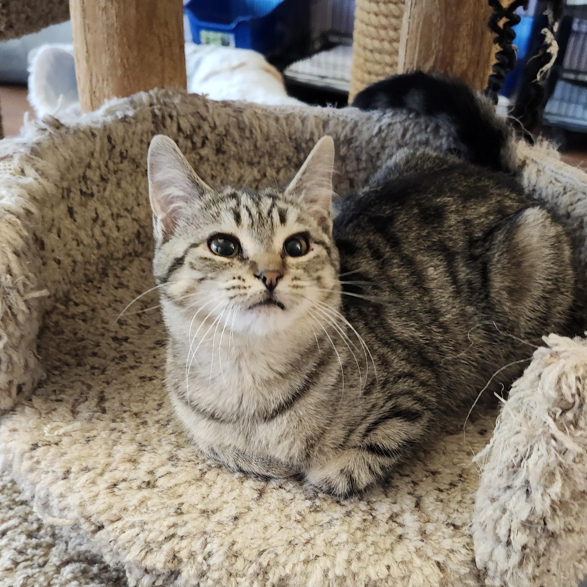 Enlarge Cutie, an adopted mixed breed in Wild Rose, WI image 6/6