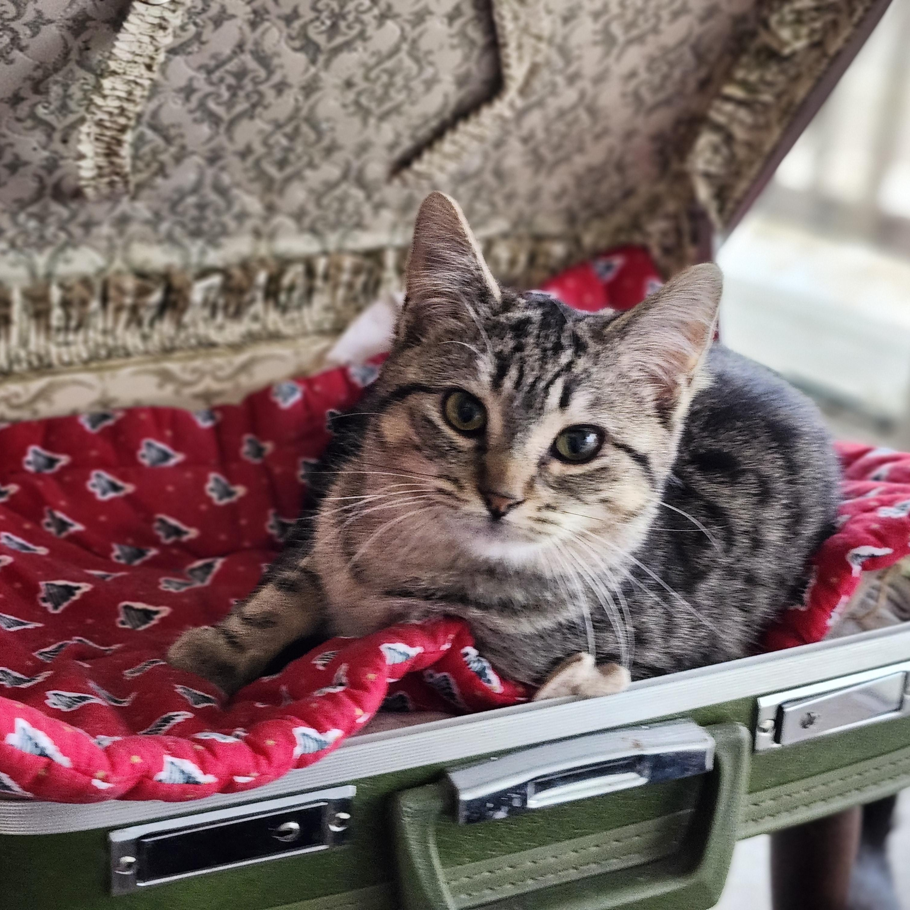 Enlarge Cutie, an adopted mixed breed in Wild Rose, WI image 2/6