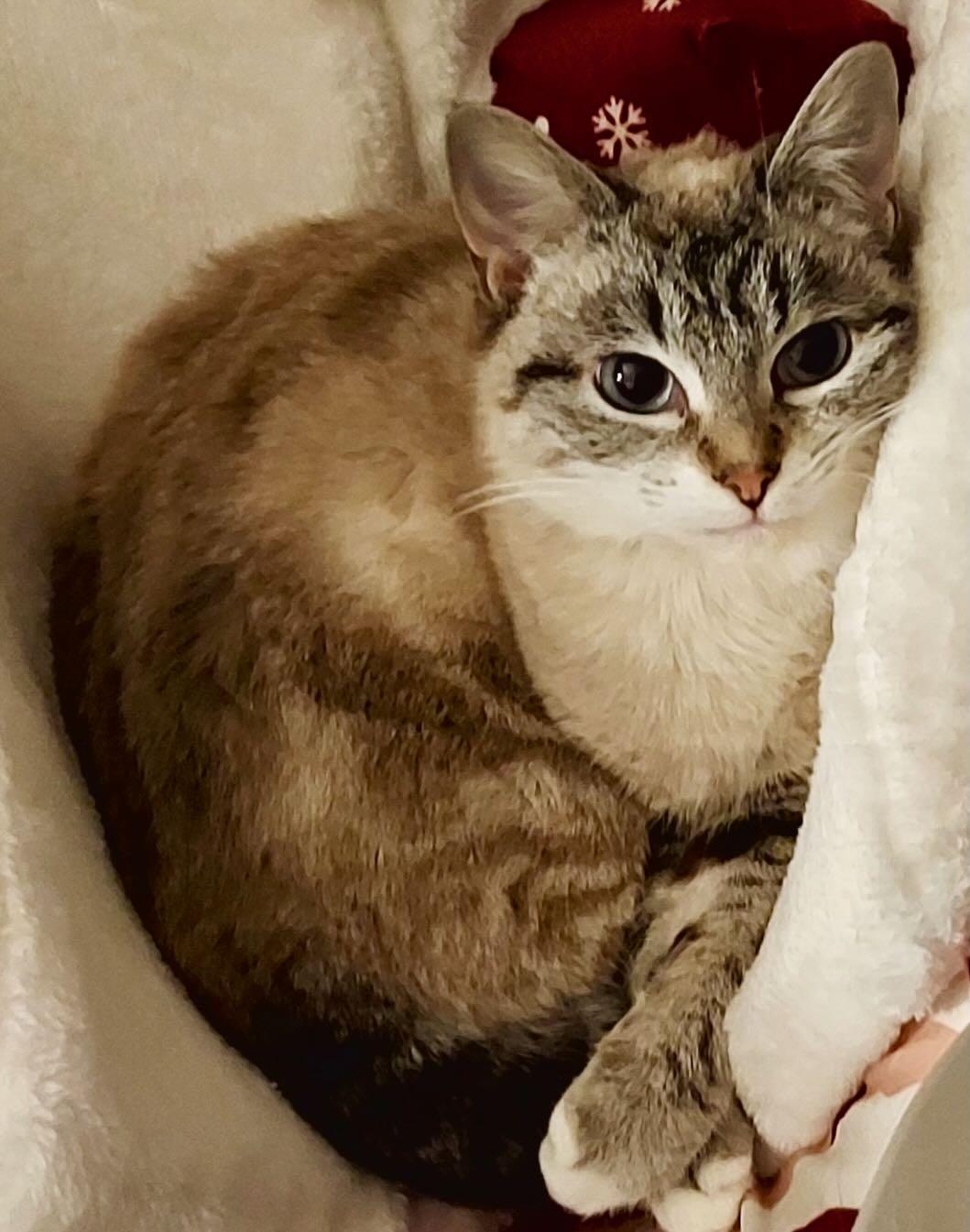 Enlarge Phoebe & Feather, an adoptable mixed breed in Portland, OR image 5/5