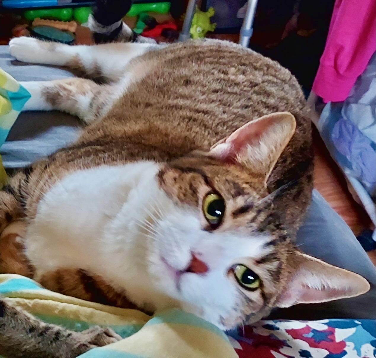 Enlarge Phoebe & Feather, an adoptable mixed breed in Portland, OR image 4/5