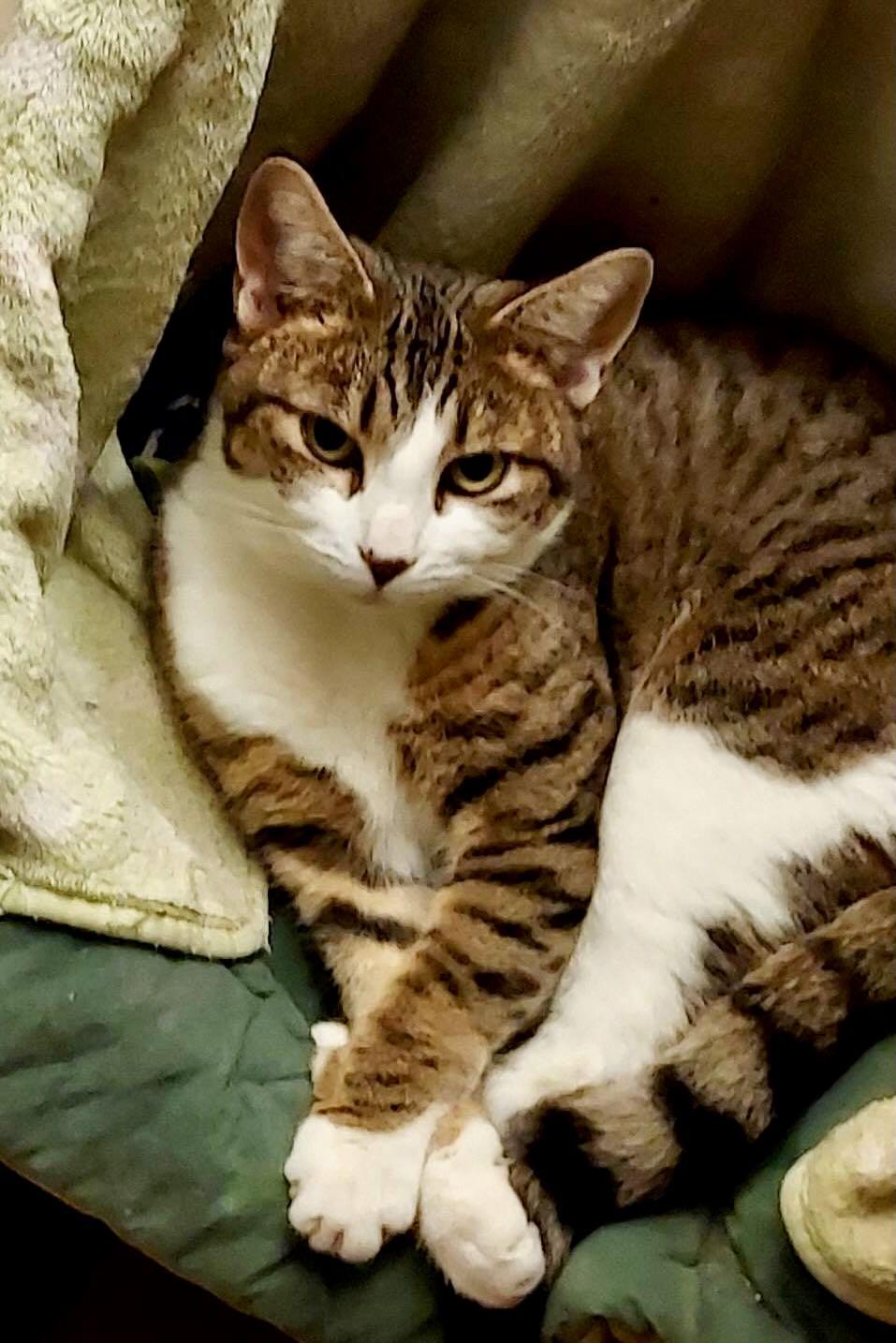 Enlarge Phoebe & Feather, an adoptable mixed breed in Portland, OR image 2/5