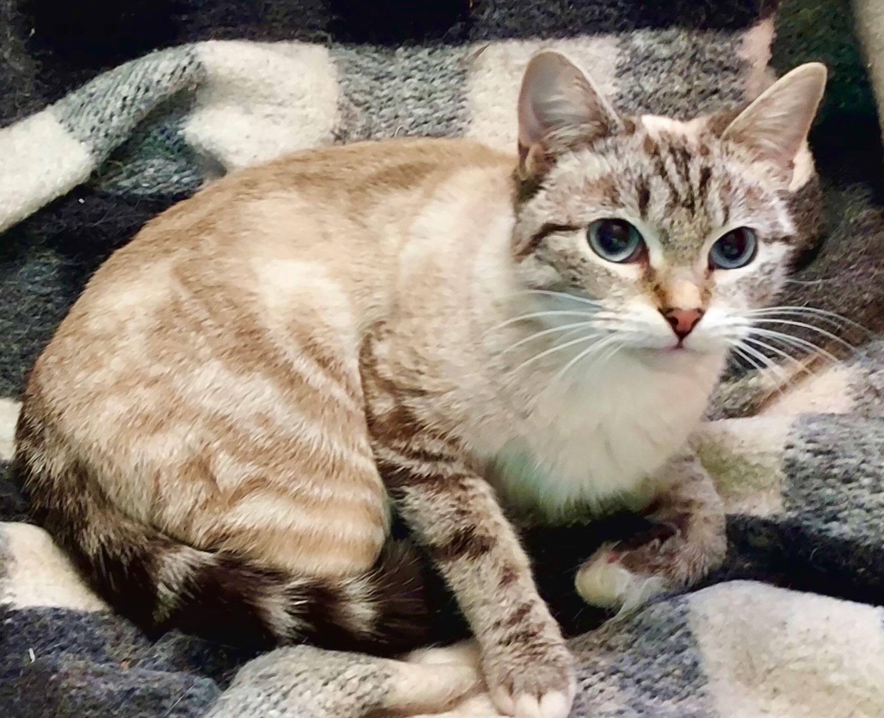 Enlarge Phoebe & Feather, an adoptable mixed breed in Portland, OR image 3/5