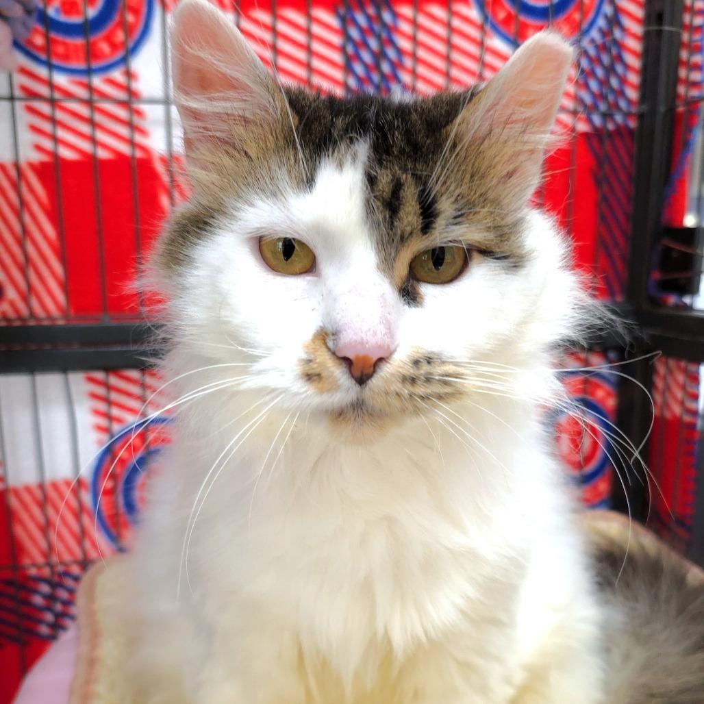Enlarge Yasmin, a Adoptable Domestic Long Hair in Michigan City, IN image 1/4