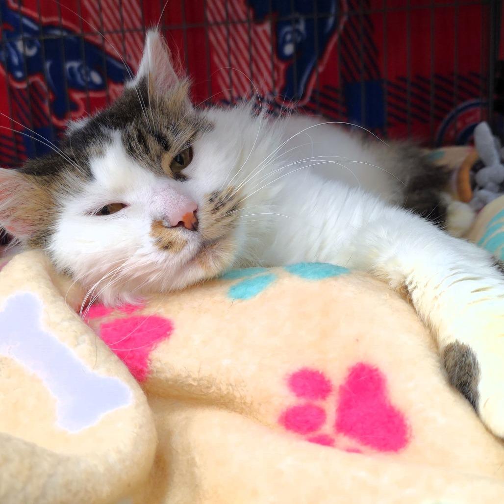 Enlarge Yasmin, a Adoptable Domestic Long Hair in Michigan City, IN image 2/4
