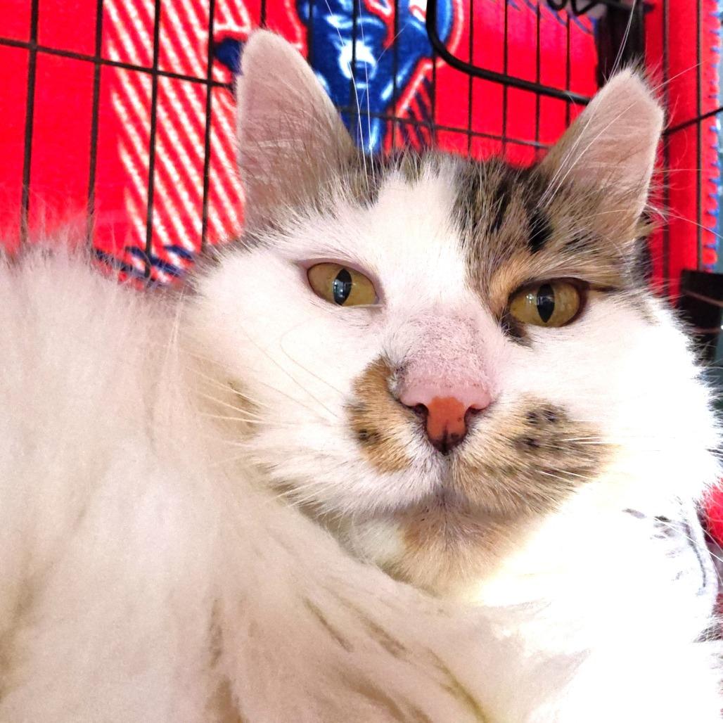 Enlarge Yasmin, a Adoptable Domestic Long Hair in Michigan City, IN image 3/4