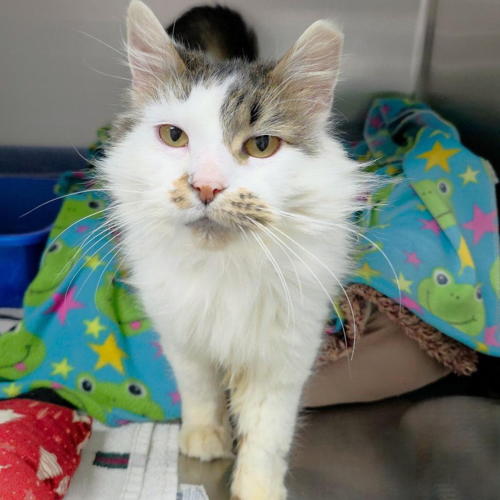 Yasmin, Adoptable, Adult Female Domestic Long Hair.