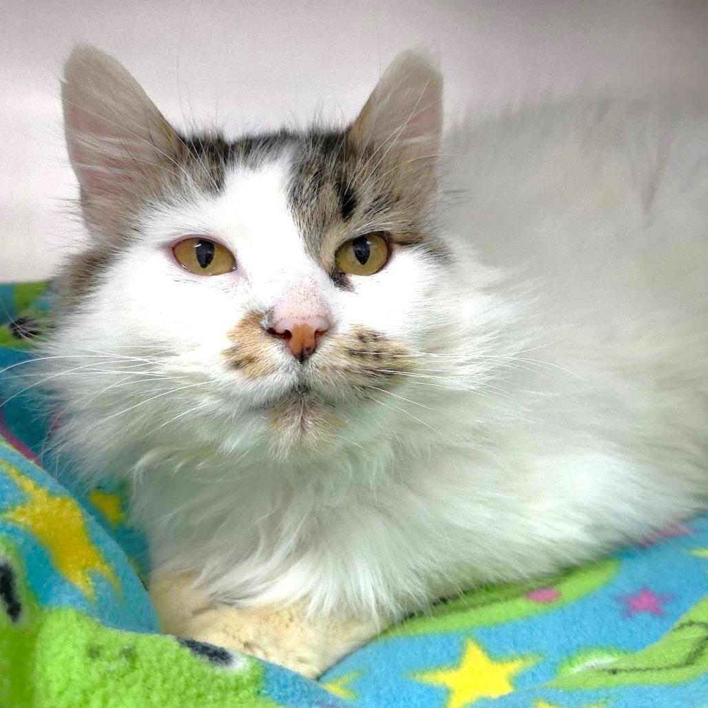 Enlarge Yasmin, a Adoptable Domestic Long Hair in Michigan City, IN image 2/2