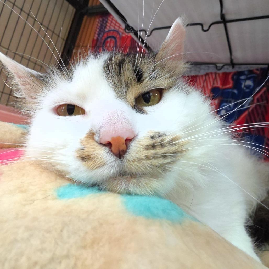 Enlarge Yasmin, a Adoptable Domestic Long Hair in Michigan City, IN image 4/4