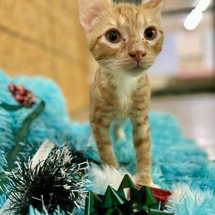 Joey — thumbnail 2