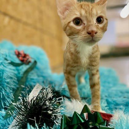 Joey — thumbnail 3