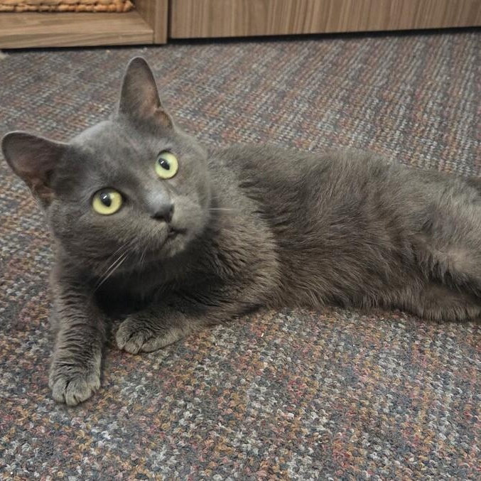 Bubba Blue, Adoptable, Senior Male Munchkin.
