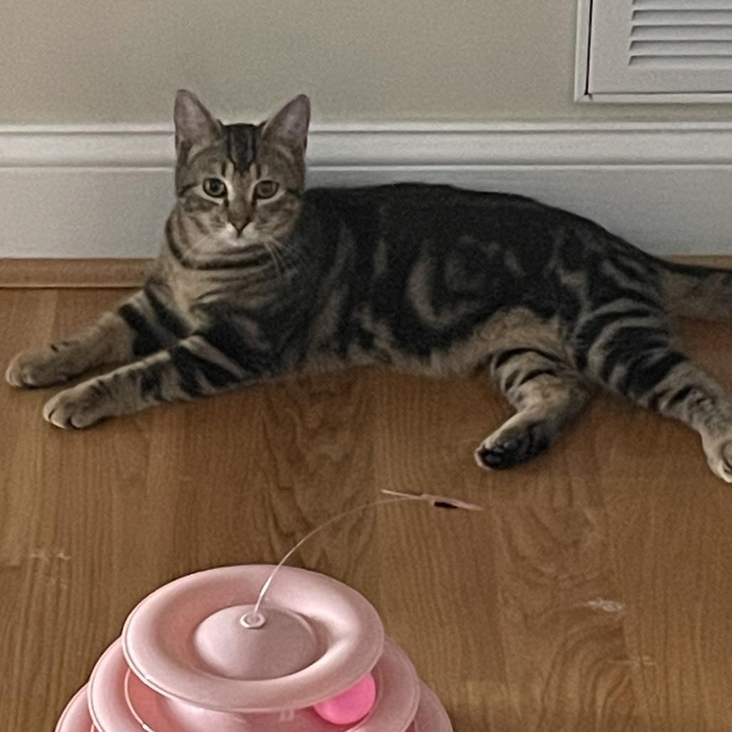 Henrico, Adoptable, Young Male Domestic Short Hair.