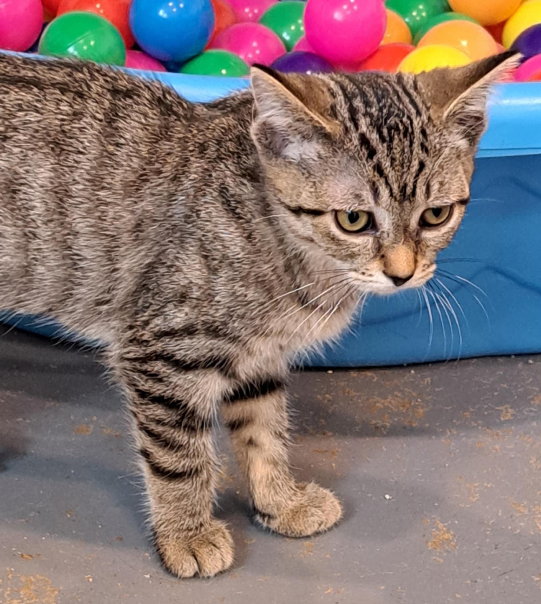 Bugsy and Malone, Adoptable, Young Female Bengal.