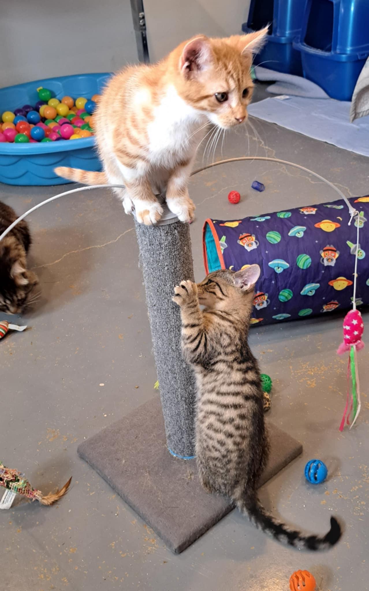 Bugsy and Malone, a Adoptable Bengal in Franklin, PA image 4/5