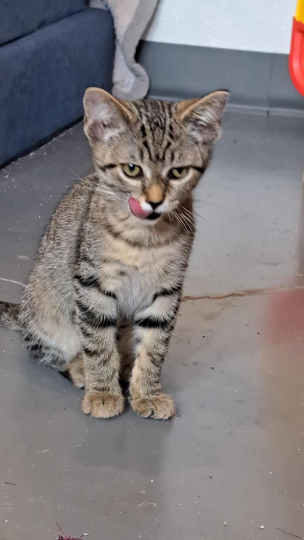 Bugsy and Malone, a Adoptable Bengal in Franklin, PA image 5/5
