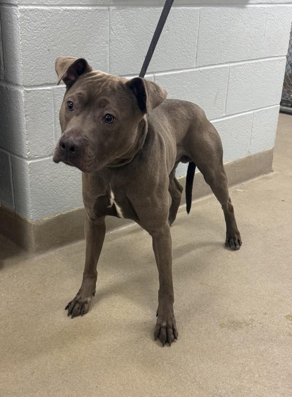 Louis, Adoptable, Adult Male Pit Bull Terrier.