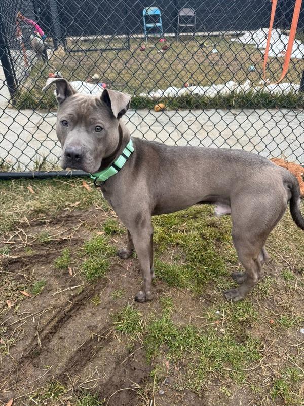 Enlarge Louis, a Adoptable mixed breed in Millersville, MD image 2/4
